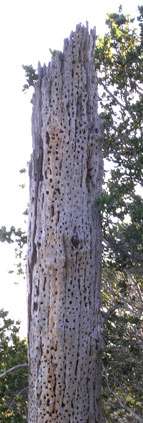 Oak tree with holes from woodpeckers