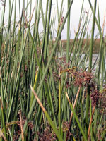Tule grows in marshes, lakes and streams