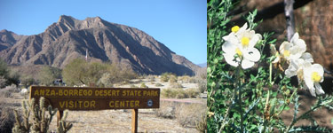 Anza Borrego State Park and Prickley Poppy flower